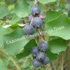 Ирга (Коринка) ольхолистная Дружная (Amelanchier alnifolia Druzhnaya) 14