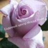 Роза чайно-гибридная Леди Икс (Lady X) 15