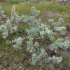 Ива арктическая (Salix arctica) 1