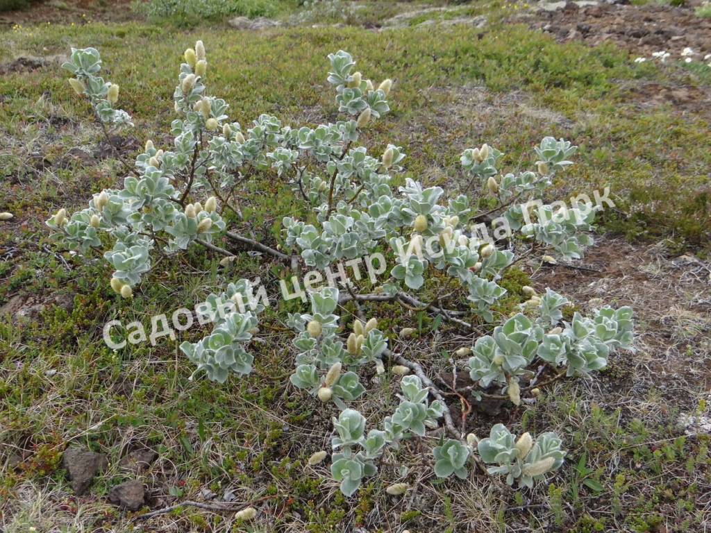 Ива арктическая (Salix arctica)