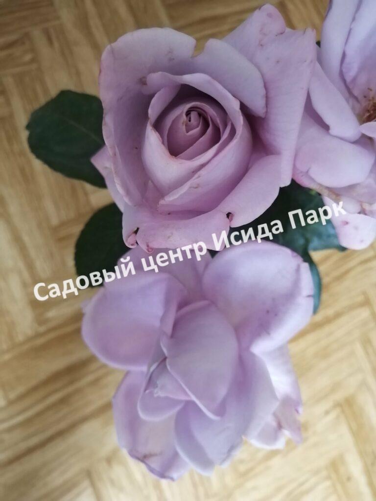 Роза чайно-гибридная Леди Икс (Lady X)