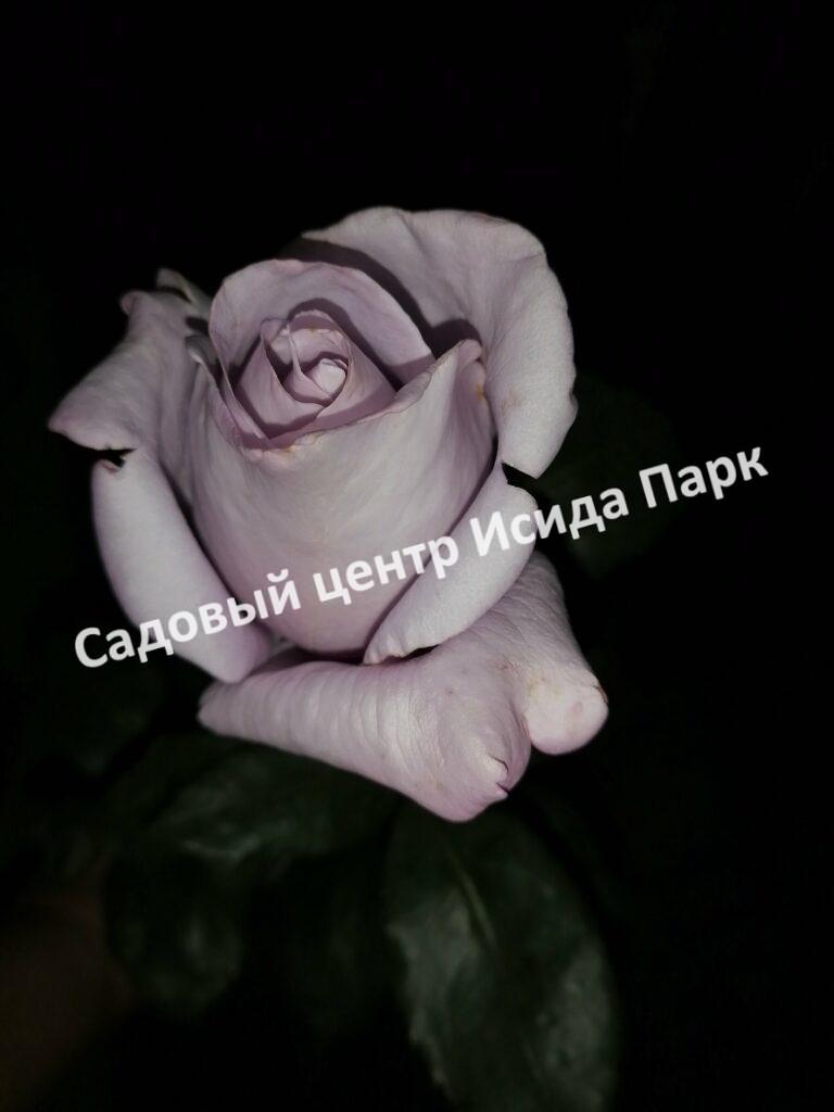 Роза чайно-гибридная Леди Икс (Lady X)