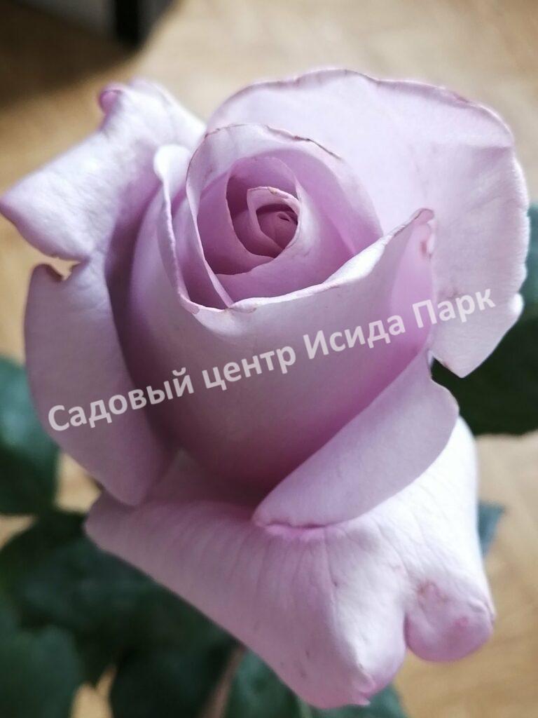 Роза чайно-гибридная Леди Икс (Lady X)