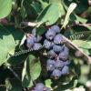 Ирга (Коринка) ольхолистная Дружная (Amelanchier alnifolia Druzhnaya) 15