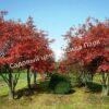 Ирга ольхолистная гладкая Кумулус (Amelanchier arborea Cumulus) 44