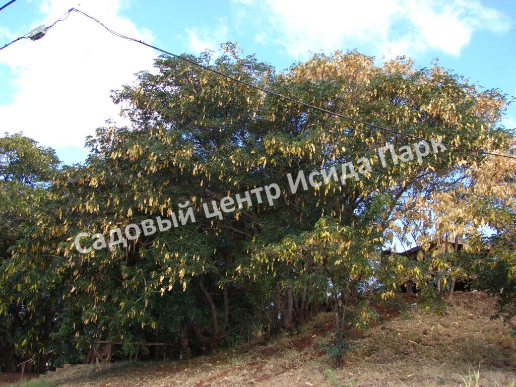 Альбиция Леббек (Albizia lebbeck)