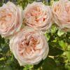 Роза спрей Свит Каталина (Sweet Catalina) 5