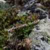Ива арктическая (Salix arctica) 3