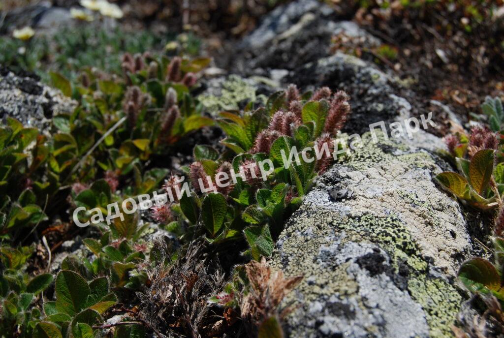 Ива арктическая (Salix arctica)