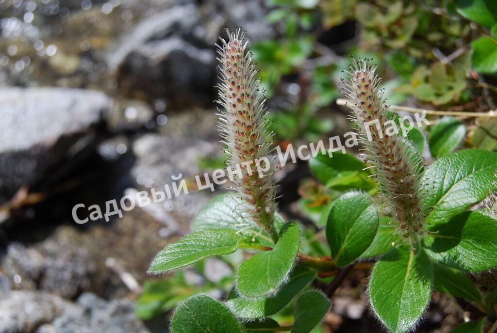 Ива арктическая (Salix arctica)