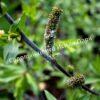 Ива волчниковая, шелюга жёлтая, верба (Salix daphnoides) 14