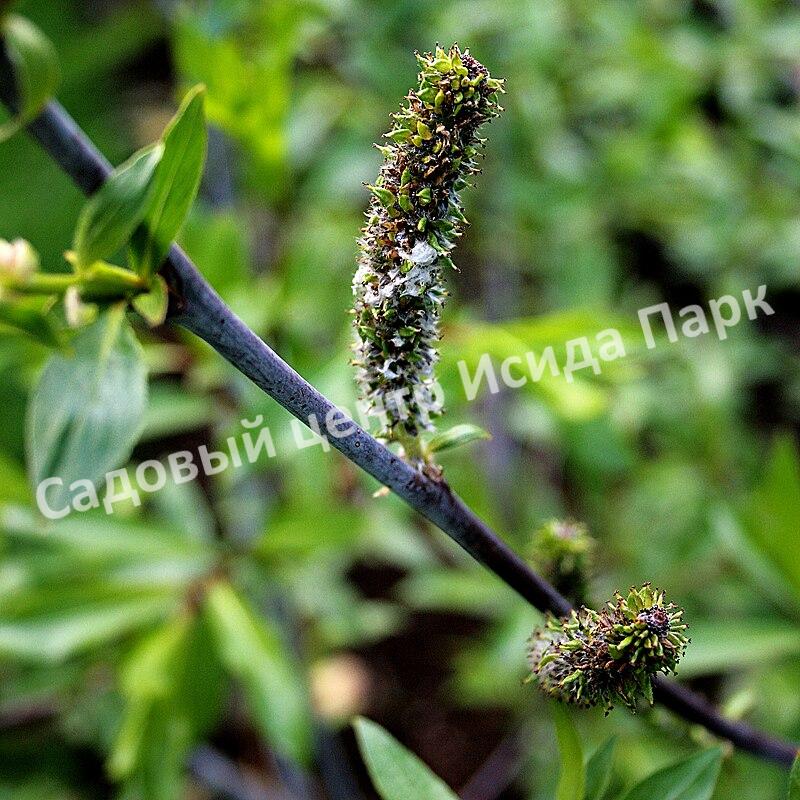 Ива волчниковая, шелюга жёлтая, верба (Salix daphnoides) Ива волчниковая, шелюга жёлтая, верба (Salix daphnoides)