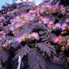 Альбиция Саммер Чоклэт Летний Шоколад (Albizia Summer Chocolate) 1
