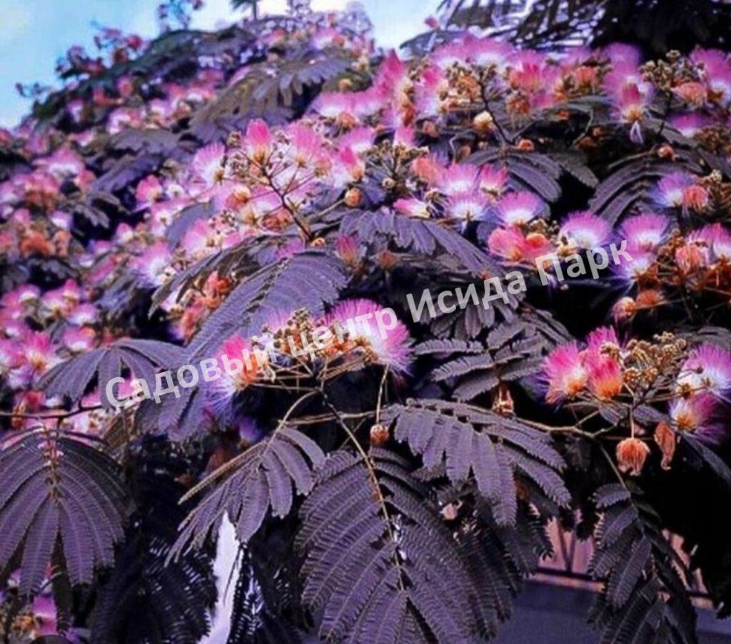 Альбиция Саммер Чоклэт Летний Шоколад (Albizia Summer Chocolate)