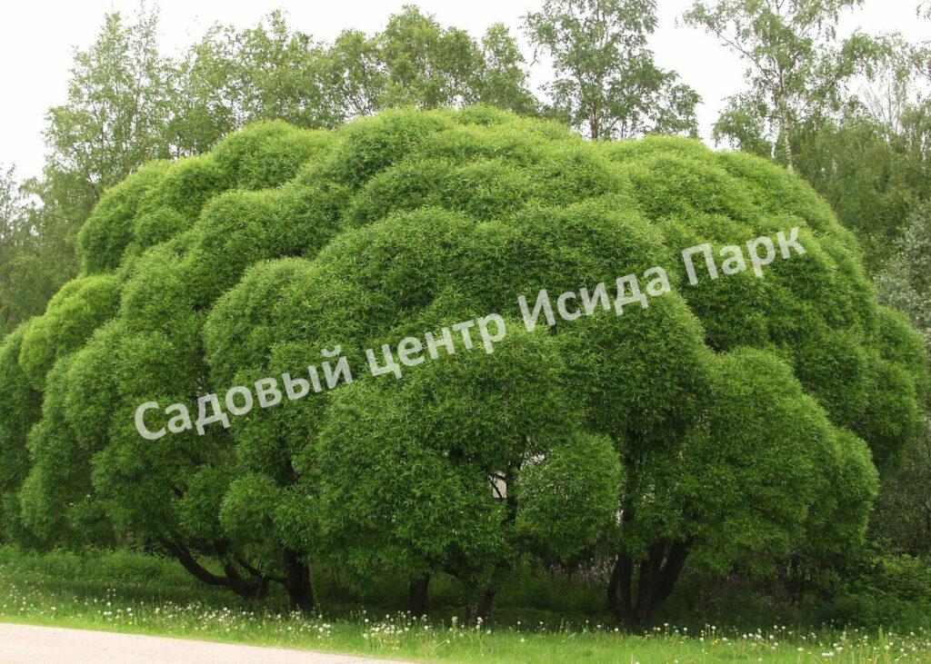 Ива гибридная Булата (Bullata) Ива гибридная Булата (Bullata)