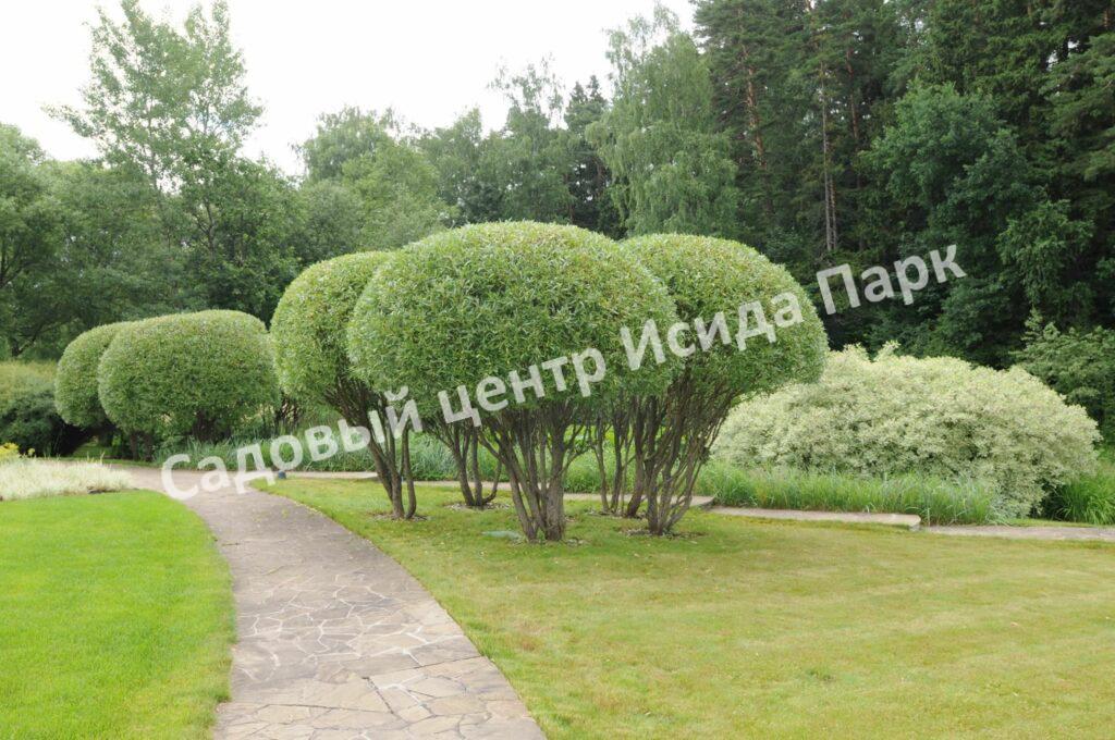 Ива гибридная Булата (Bullata)