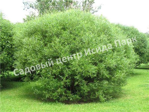 Ива гибридная Булата (Bullata) Ива гибридная Булата (Bullata)