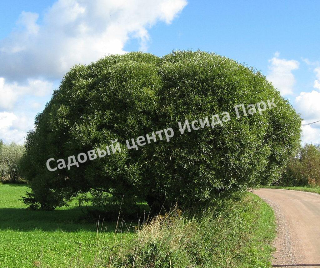 Ива гибридная Булата (Bullata)