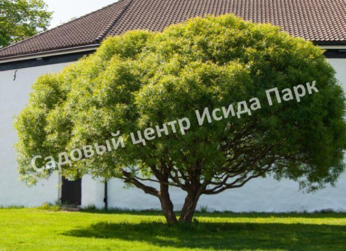 Ива гибридная Булата (Bullata) Ива гибридная Булата (Bullata)