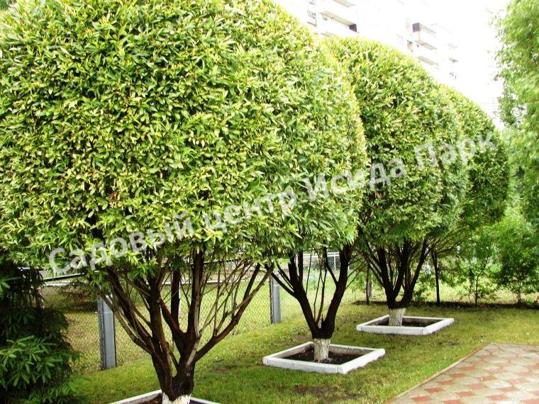 Ива гибридная Булата (Bullata) Ива гибридная Булата (Bullata)