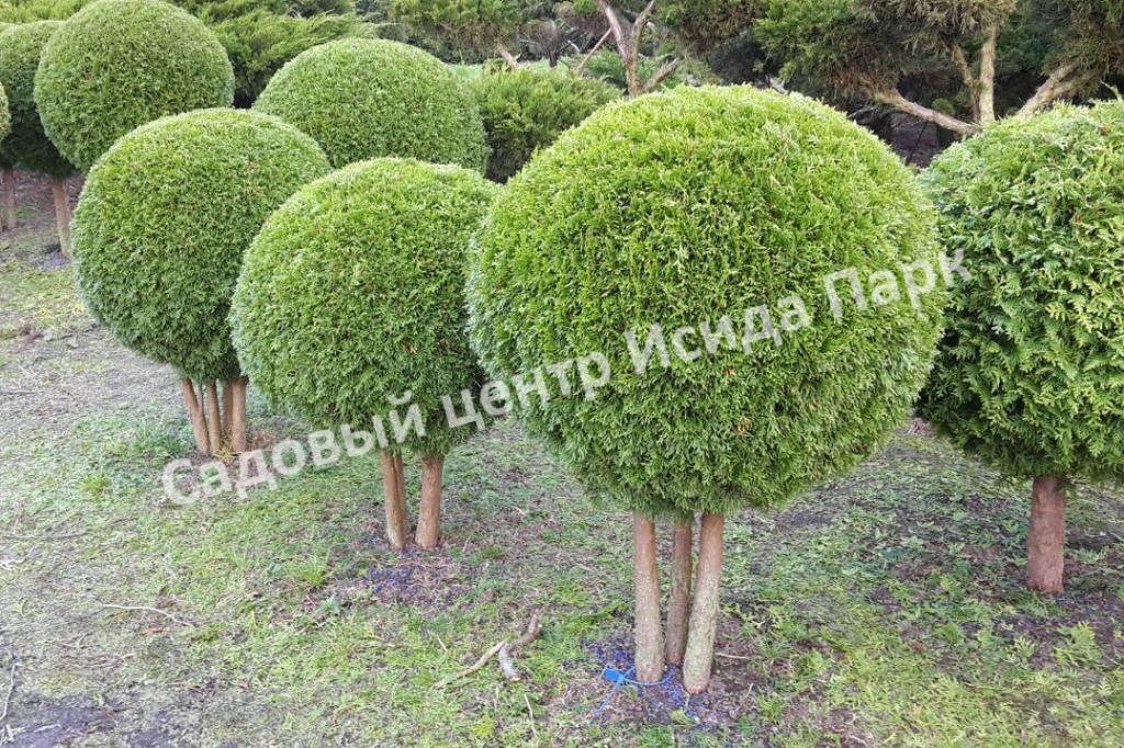 Ива гибридная Булата (Bullata) Ива гибридная Булата (Bullata)