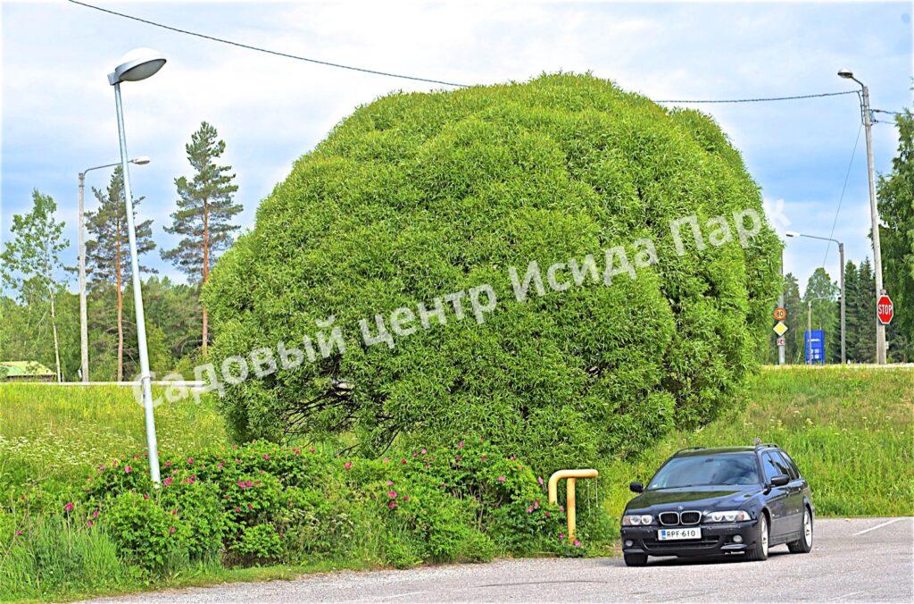 Ива гибридная Булата (Bullata) Ива гибридная Булата (Bullata)