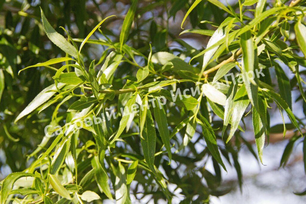 Ива гибридная Булата (Bullata) Ива гибридная Булата (Bullata)