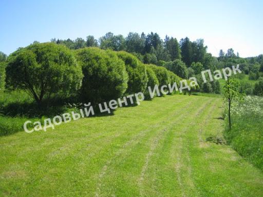 Ива гибридная Булата (Bullata) Ива гибридная Булата (Bullata)