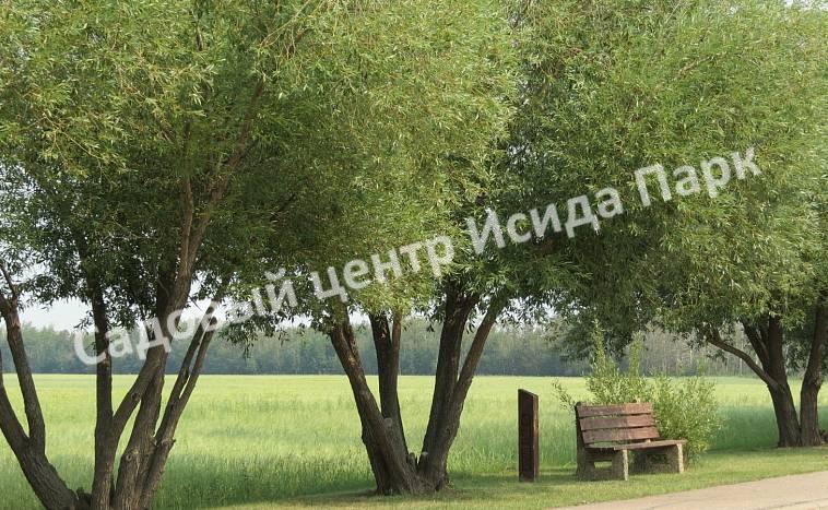 Ива гибридная Булата (Bullata) Ива гибридная Булата (Bullata)