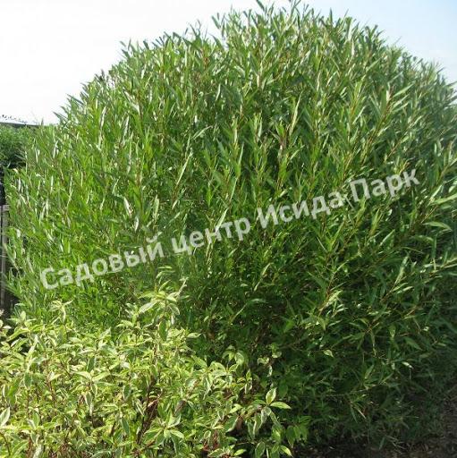 Ива гибридная Булата (Bullata) Ива гибридная Булата (Bullata)