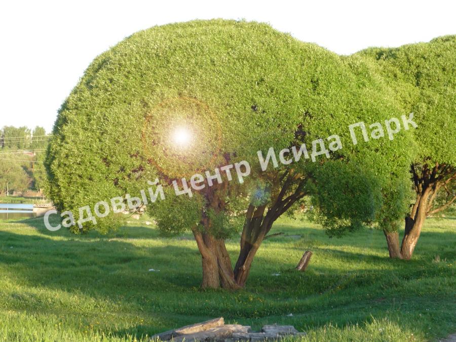 Ива гибридная Булата (Bullata) Ива гибридная Булата (Bullata)