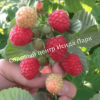 Малина АРОЧНАЯ (RUBUS AROCHNAIA) 2