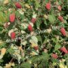 Малина на штамбе Бенефис (Rubus Benefis) 2