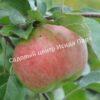 Яблоня Академик Казаков (Malus domestica Borkh) 2
