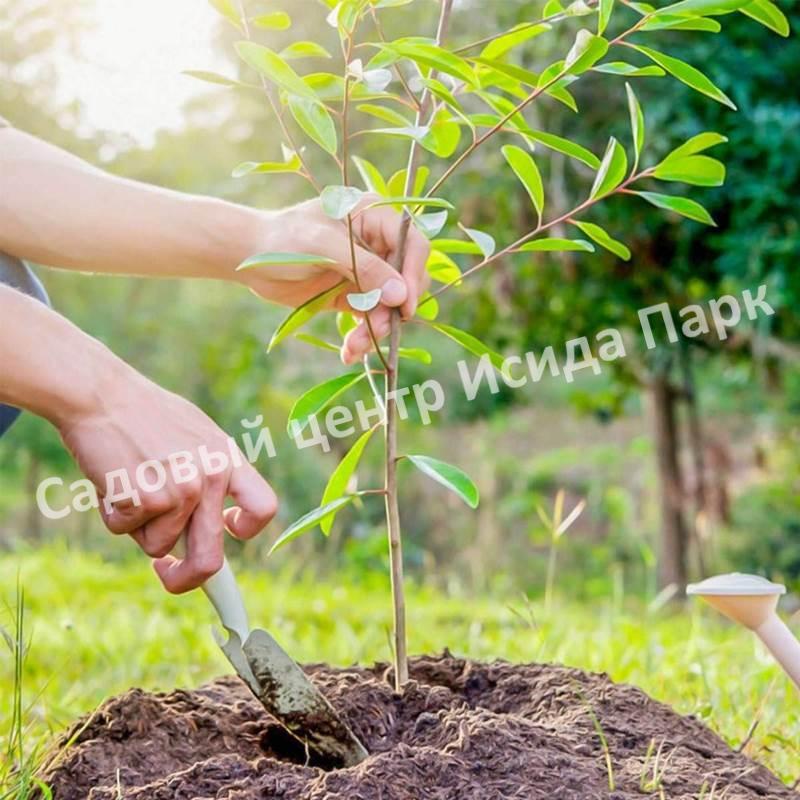 посадка саженца