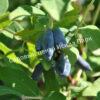 Жимолость Аквамарин (LONICERA CAERULEA) 7