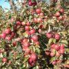 Яблоня Академик Казаков (Malus domestica Borkh) 1