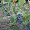 Жимолость Аквамарин (LONICERA CAERULEA) 1