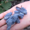 Жимолость Аквамарин (LONICERA CAERULEA) 4
