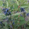 Жимолость Аквамарин (LONICERA CAERULEA) 5