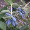 Жимолость Аквамарин (LONICERA CAERULEA) 6