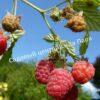 Малина АРОЧНАЯ (RUBUS AROCHNAIA) 4