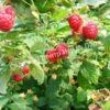 Малина АРОЧНАЯ (RUBUS AROCHNAIA) 5