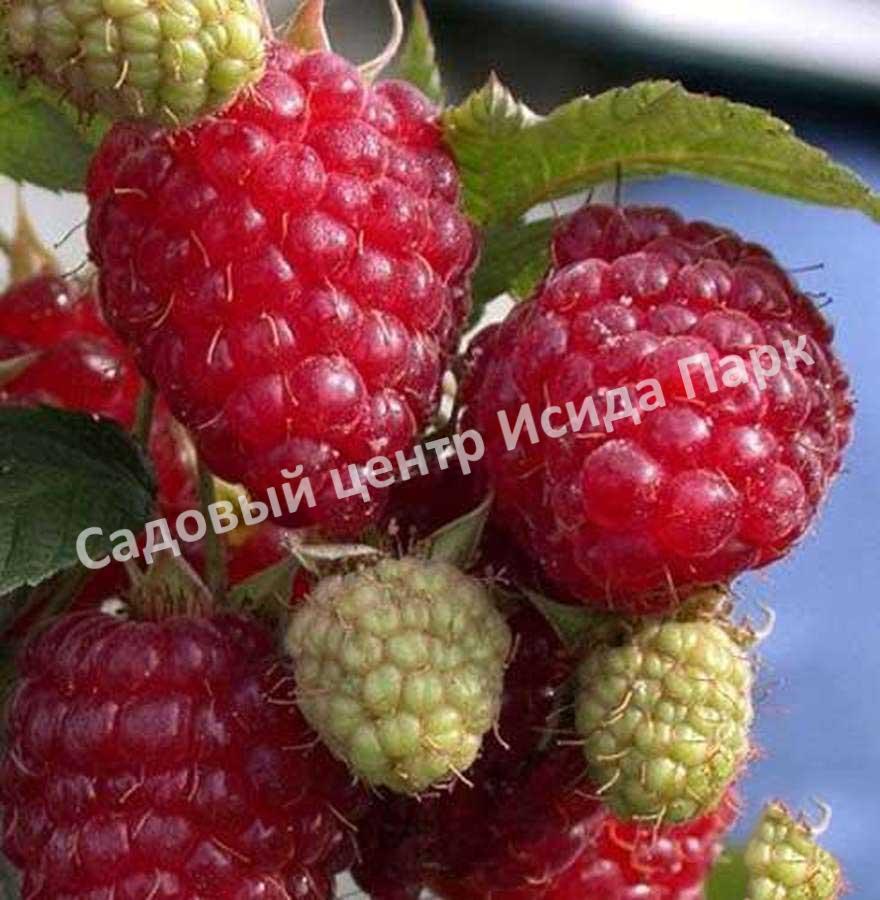 Малина Блеск (BLESTYASСHAYA) Малина Блеск (BLESTYASСHAYA)