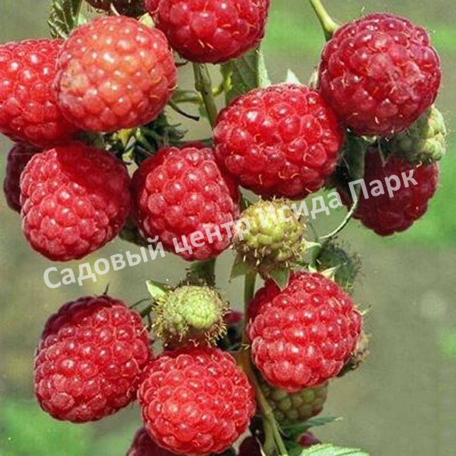 Малина Блеск (BLESTYASСHAYA) Малина Блеск (BLESTYASСHAYA)