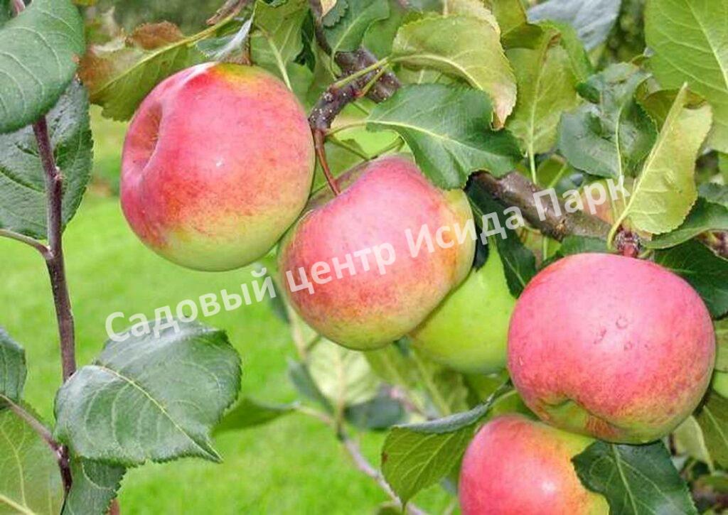 Яблоня Алтайское зимнее (ALTAYSKOE ZIMNEE)