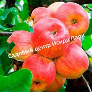 Яблоня Абрикосовое (Abrikosovoye)