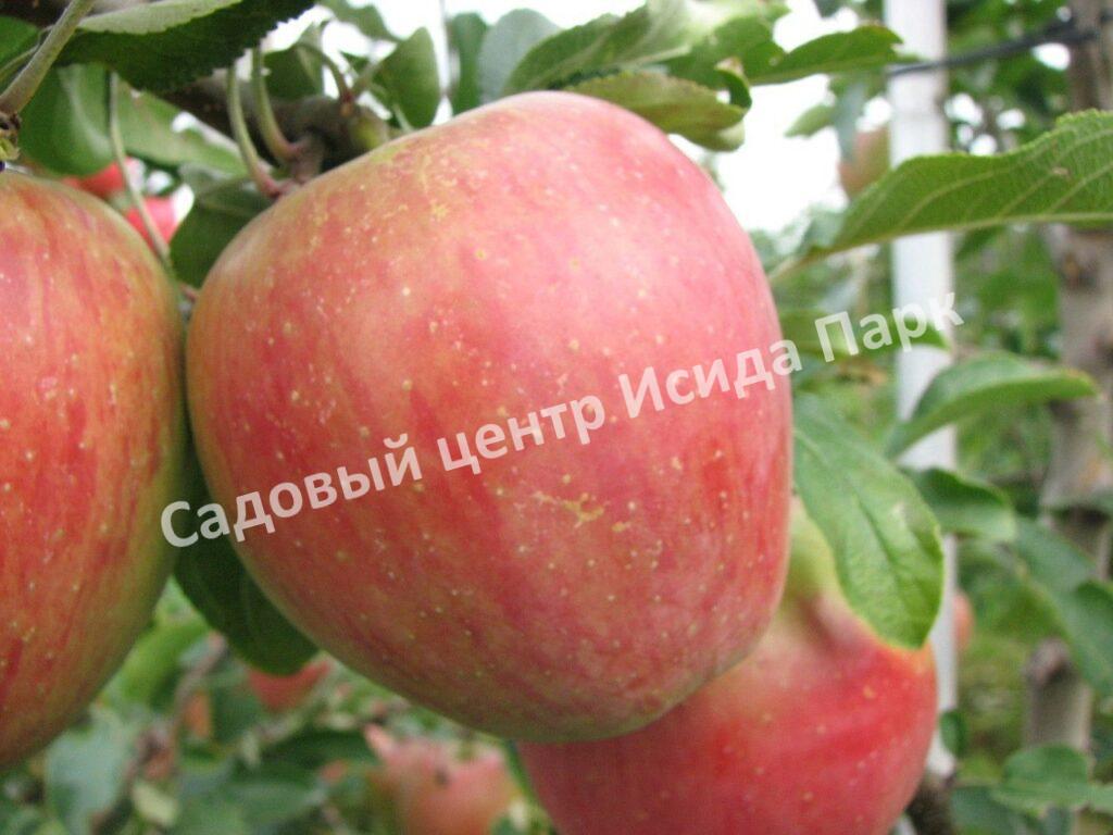 Яблоня Аэлита (Aelita)