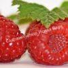 Малина Бархатная (Rubus idaeus L.velvet) 2