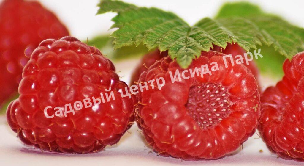 Малина Бархатная (Rubus idaeus L.velvet)